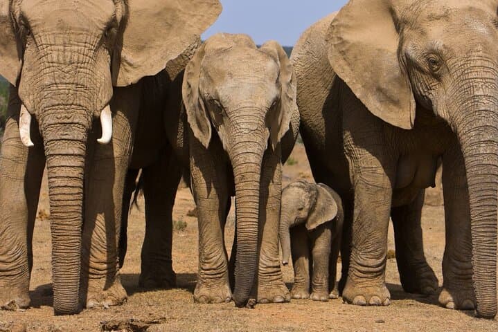 Full-Day Safari Game Drive in Hazyview — Big Five & Sunset Wildlife Viewing photo 3