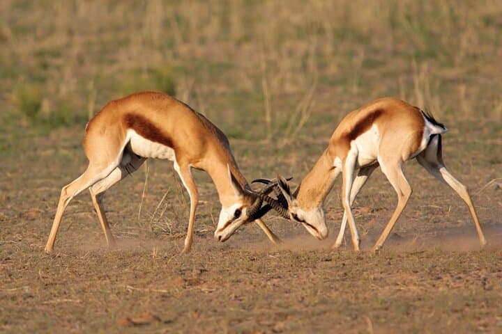Full-Day Safari Game Drive in Hazyview — Big Five & Sunset Wildlife Viewing photo 4