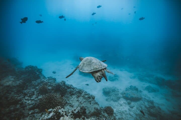 Waikiki Private Boat Charter: Snorkel with Turtles & Seasonal Whale Watching photo 3