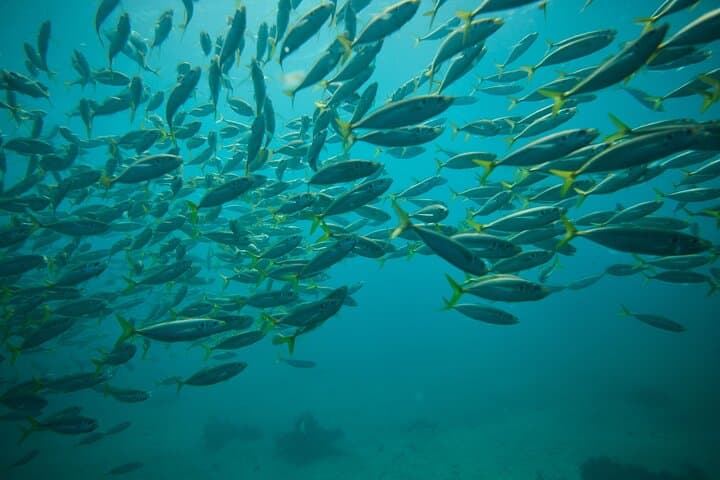 Private Manly Snorkelling at Shelly Beach — Family Eco Tour in Cabbage Tree Bay photo 2