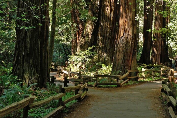 Half-Day Muir Woods and Sausalito Tour — Golden Gate, Redwoods & Coastal Views