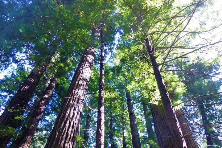 Half-Day Muir Woods and Sausalito Tour — Golden Gate, Redwoods & Coastal Views photo 3