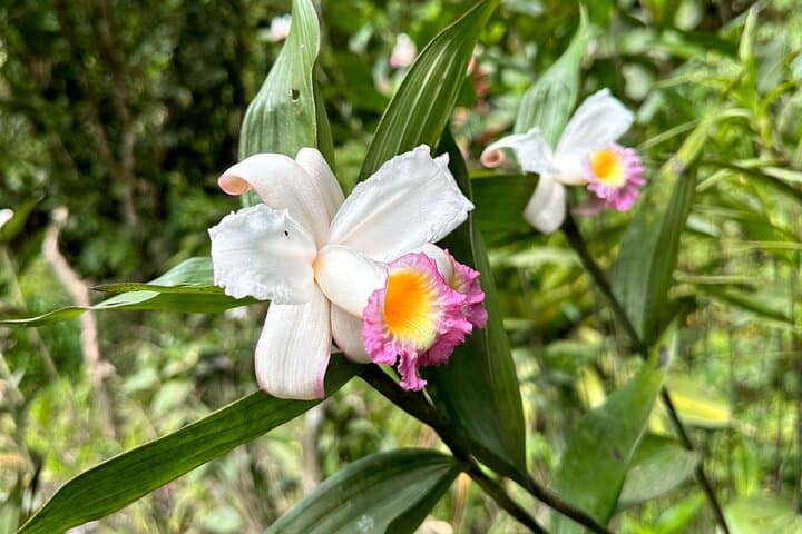 Mindo Cloud Forest Guided Tour: Hummingbirds, Waterfalls & Butterfly Garden photo 4