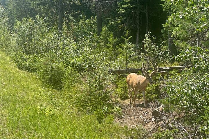 Half-Day E‑Bike Tour on Camas Road — Lake McDonald to North Fork photo 5