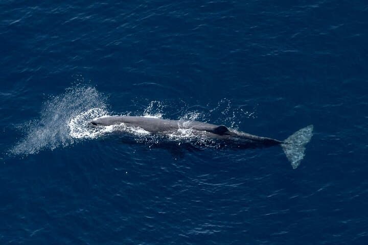 Kaikoura Whale Watching Flight: Aerial Sperm Whale Tours & Coastal Views photo 4