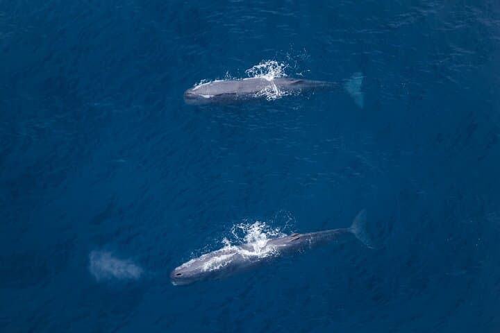 Kaikoura Whale Watching Flight: Aerial Sperm Whale Tours & Coastal Views