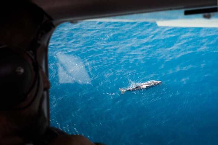 Kaikoura Whale Watching Flight: Aerial Sperm Whale Tours & Coastal Views photo 2