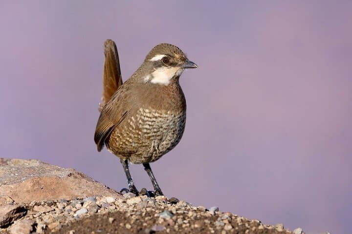 Santiago Birdwatching: Andes Peaks or Pacific Coast — Flexible Full-Day Tour photo 2