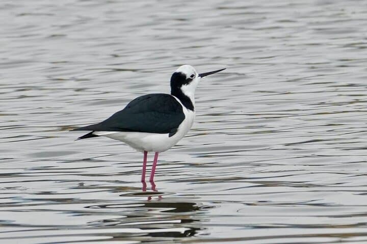 Santiago Birdwatching: Andes Peaks or Pacific Coast — Flexible Full-Day Tour photo 3