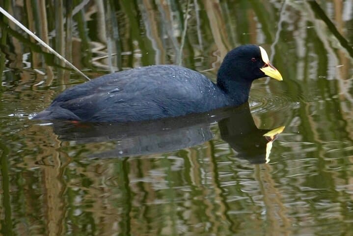 Santiago Birdwatching: Andes Peaks or Pacific Coast — Flexible Full-Day Tour photo 4