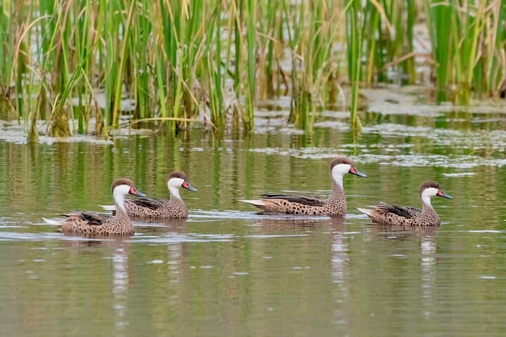 Santiago Birdwatching: Andes Peaks or Pacific Coast — Flexible Full-Day Tour photo 1