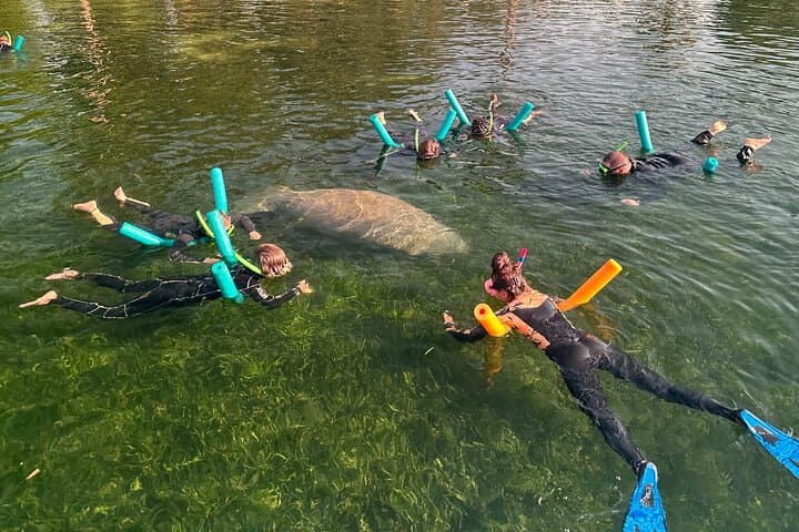 Swim with Manatees in Crystal River — Private Guided Manatee Tour