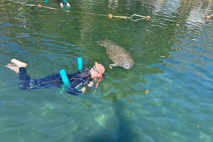 Swim with Manatees in Crystal River — Private Guided Manatee Tour photo 2