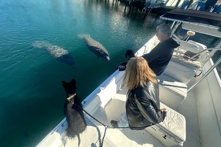 Crystal River Manatee and Wildlife Boat Tour — Eco-Friendly Sightseeing in Kings Bay photo 1