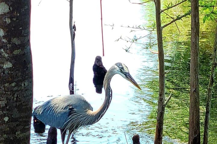 Crystal River Manatee and Wildlife Boat Tour — Eco-Friendly Sightseeing in Kings Bay photo 2