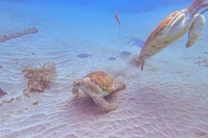 Swim With Turtles and Explore a Hidden Cave: Playa Piskado & Westpunt Beach Tour
