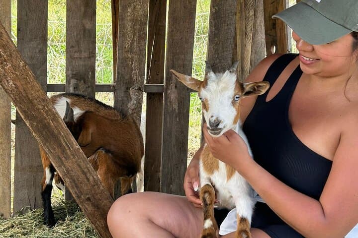 Bottle-Feed and Cuddle Baby Goats on the Big Island: Ohana Ranch Experience