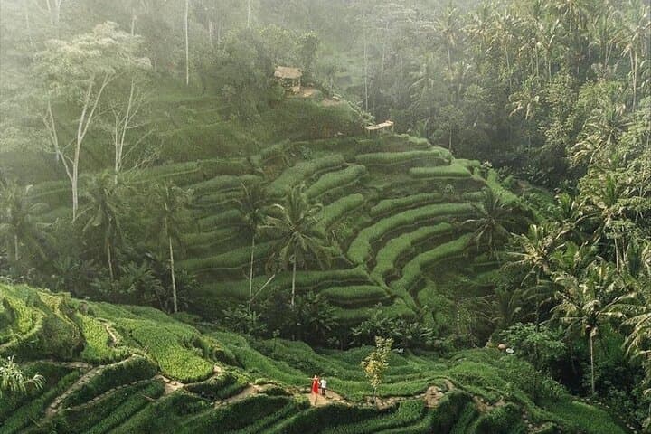 Ubud Day Discovery: Rice Terraces, Monkey Forest, Temple & Waterfall