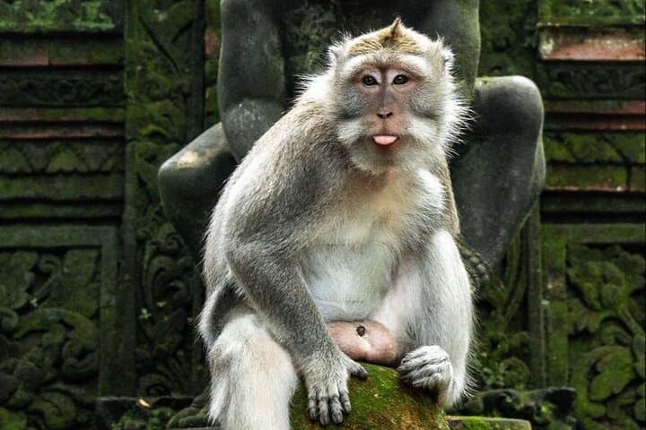 Ubud Day Discovery: Rice Terraces, Monkey Forest, Temple & Waterfall photo 2