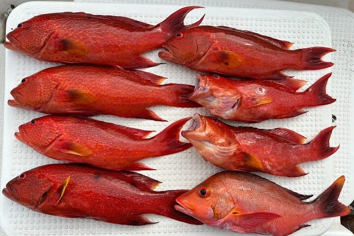 Private Fishing Charter on Ishigaki Island — Catch-and-Eat Full-Day Experience photo 3