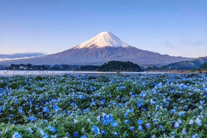 Mt Fuji Day Tour: Kawaguchi Ropeway, Matcha Ceremony & Oshino Hakkai photo 4