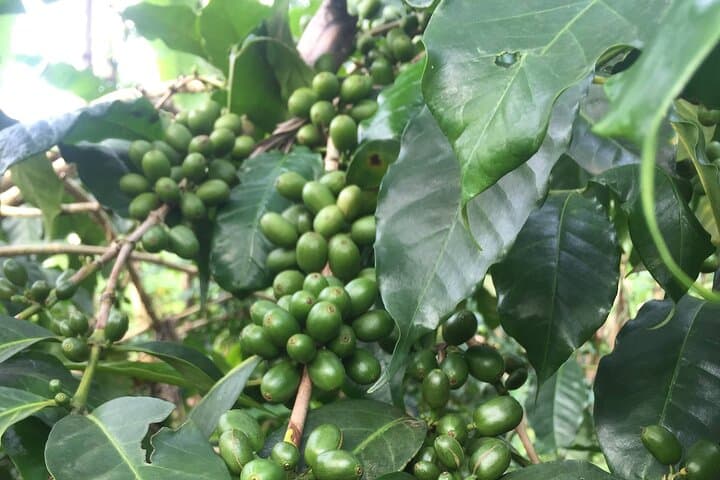Organic Coffee Tour & Local Food Experience in Ambureni, Arusha photo 2