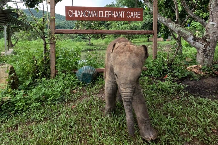 Ethical Half-Day Elephant Care Program Near Chiang Mai photo 5