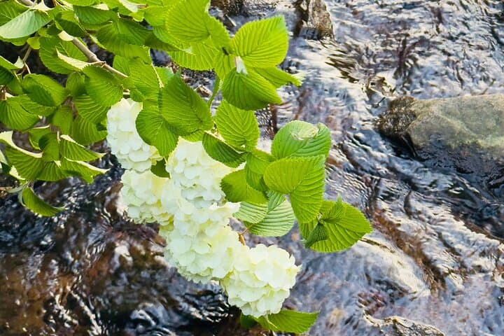 Forest Bathing at Black River Gorges: 2-Hour Guided Tropical Mindfulness Walk in Mauritius photo 3