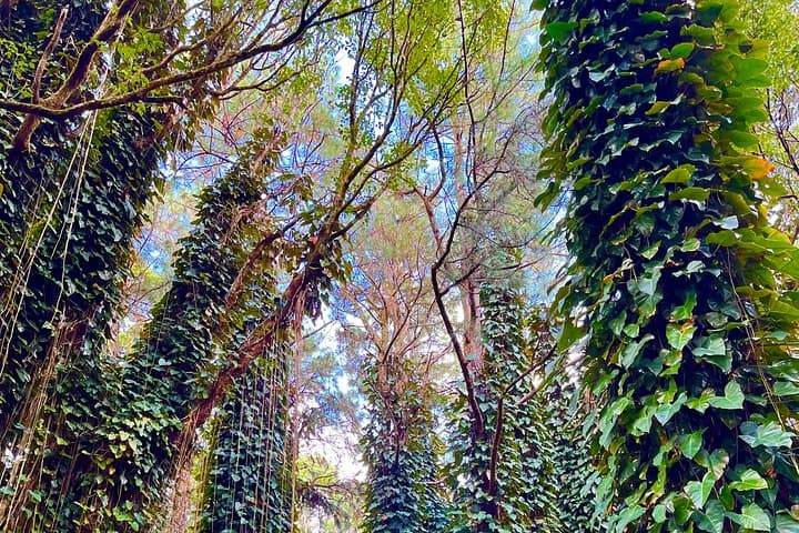 Forest Bathing at Black River Gorges: 2-Hour Guided Tropical Mindfulness Walk in Mauritius photo 5