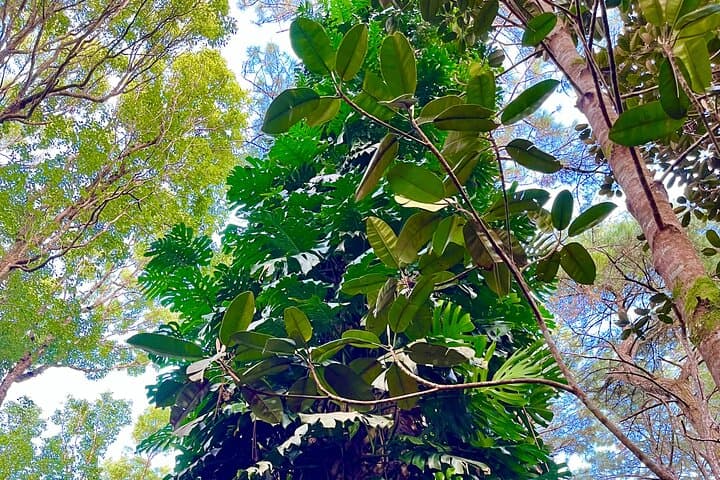 Forest Bathing at Black River Gorges: 2-Hour Guided Tropical Mindfulness Walk in Mauritius photo 6