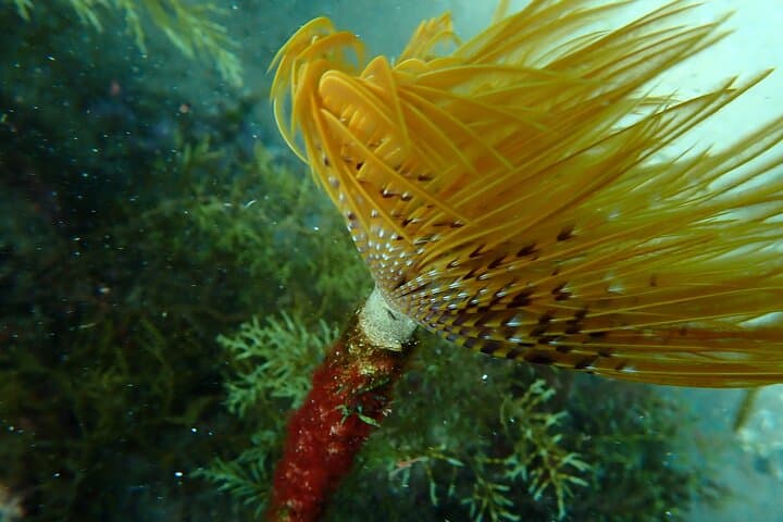 Snorkelling Lisbon: Prof. Luiz Saldanha Marine Reserve Guided Tour from Setúbal photo 2