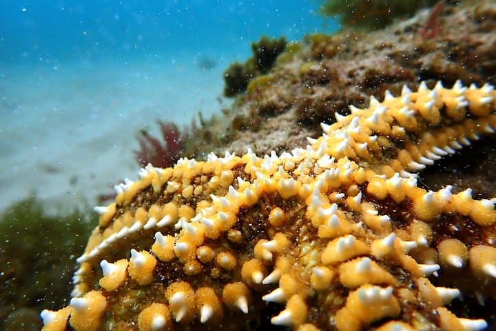 Snorkelling Lisbon: Prof. Luiz Saldanha Marine Reserve Guided Tour from Setúbal photo 4