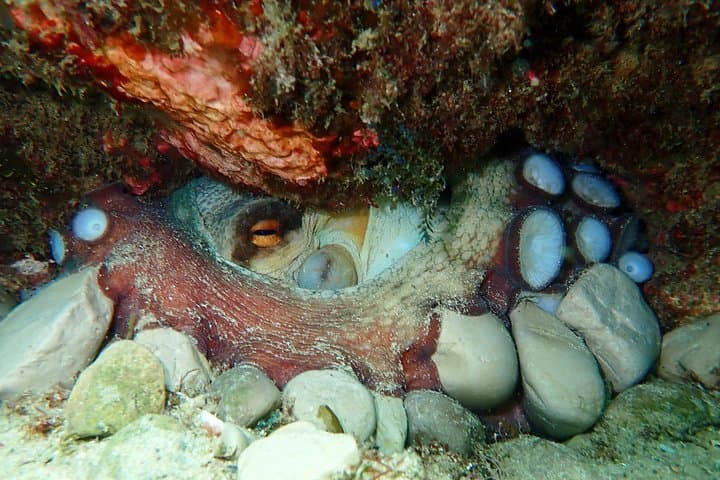 Snorkelling Lisbon: Prof. Luiz Saldanha Marine Reserve Guided Tour from Setúbal photo 6