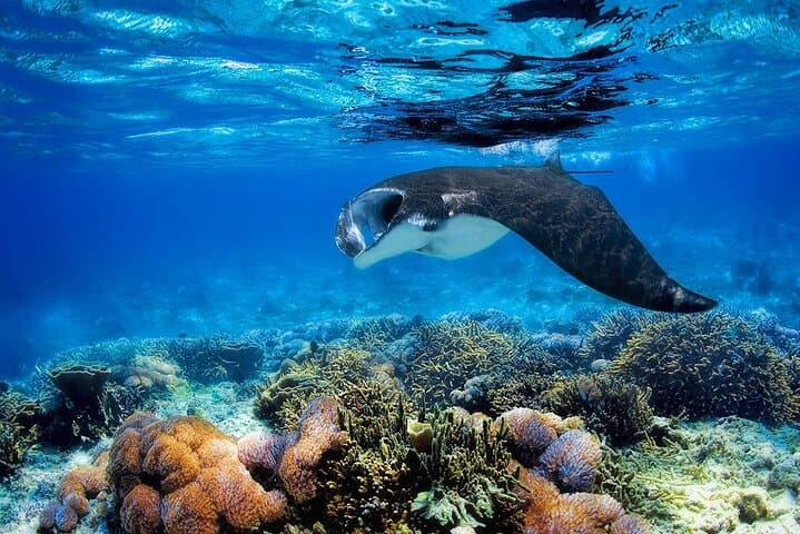 Komodo Speed Boat Adventure: Padar Views, Pink Beach & Manta Rays photo 6