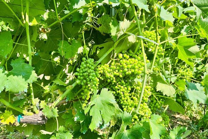 Mount Etna Jeep Adventure and Wine Tasting from Taormina photo 4