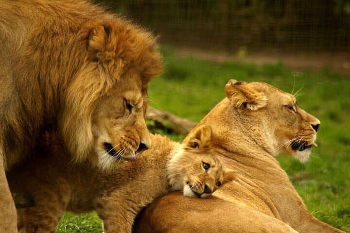 Agadir Wildlife Safari: Crocoparc and Lion Park Day Trip photo 4