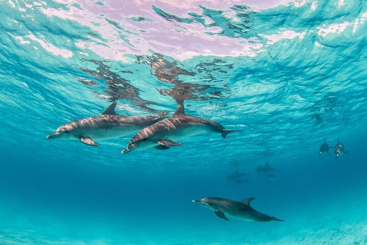 Sunset Snorkel Private Charter Potrero Costa Rica - Half-Day Tour photo 6