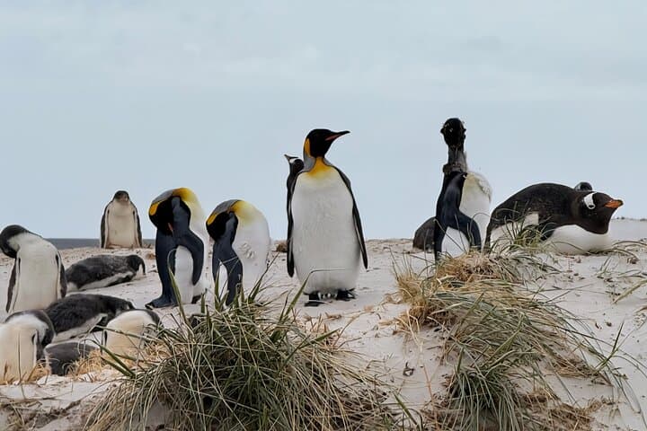 Yorke Bay Gentoo Colony Tour — Close-Up Penguin Viewing Near Stanley photo 1