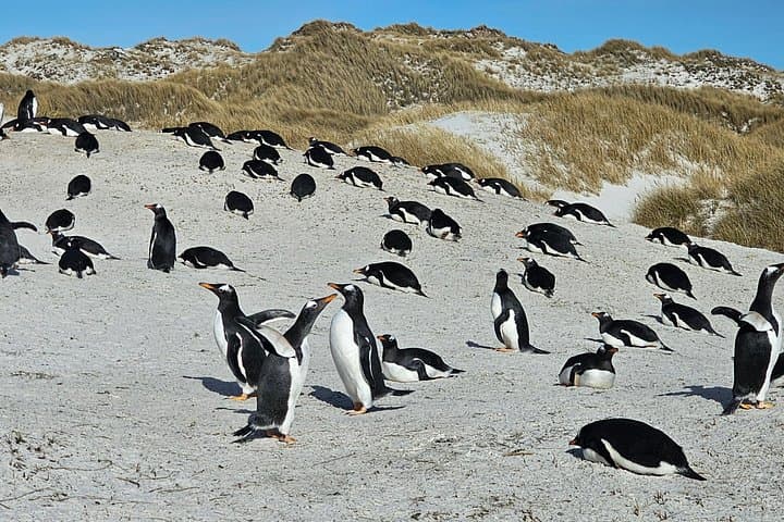 Yorke Bay Gentoo Colony Tour — Close-Up Penguin Viewing Near Stanley photo 2