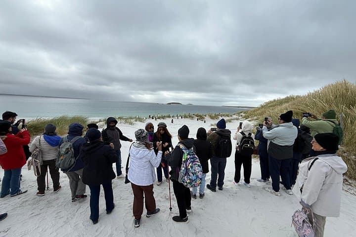 Yorke Bay Gentoo Colony Tour — Close-Up Penguin Viewing Near Stanley photo 3