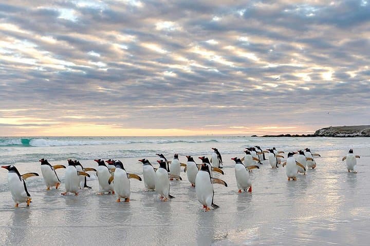 Yorke Bay Gentoo Colony Tour — Close-Up Penguin Viewing Near Stanley photo 4