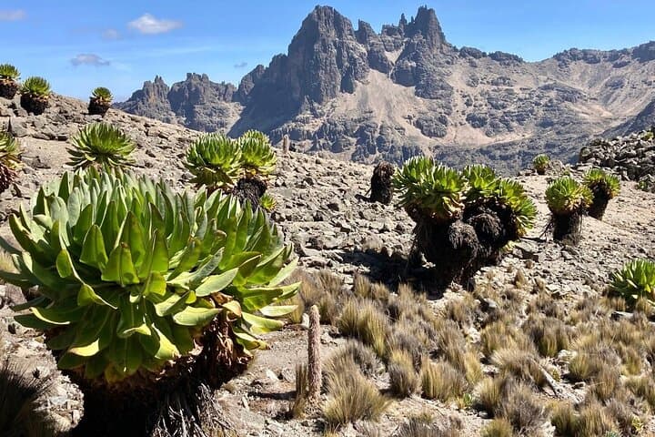 4-Day Mount Kenya Climb to Point Lenana — Summit, Glaciers & Wildlife photo 3