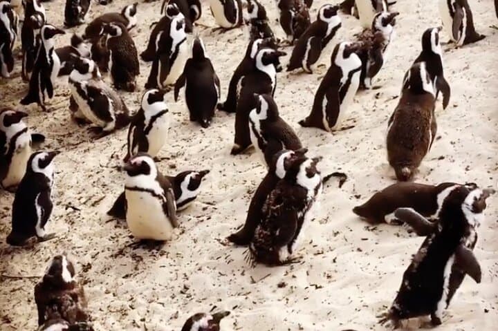 Boulders Penguins, Chapman's Peak & Cape Point: Electric Peninsula Tour from Cape Town