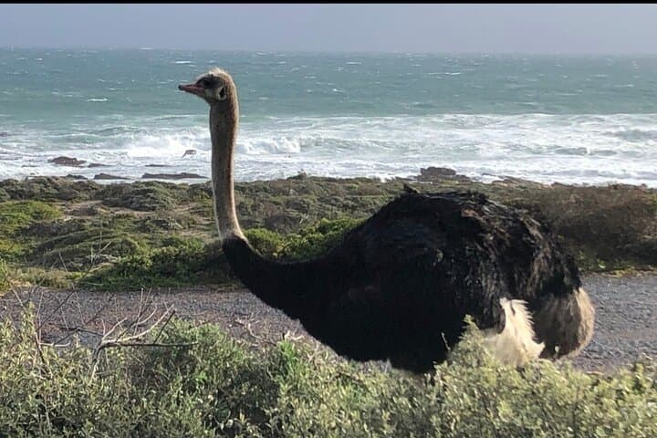 Boulders Penguins, Chapman's Peak & Cape Point: Electric Peninsula Tour from Cape Town photo 4