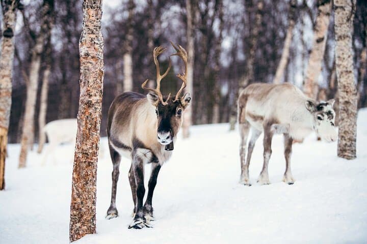 Tromsø Snowmobile Safari to Ice Domes and Reindeer Visit photo 6