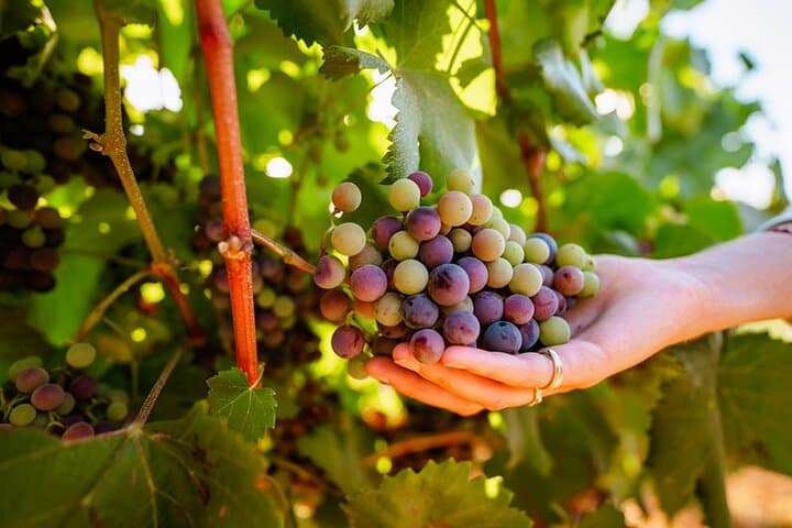 Algarve Jeep Safari & Winery Visit: 4x4 Countryside Tour with Wine Tasting photo 2