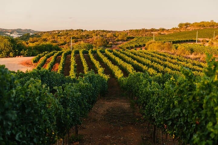 Algarve Jeep Safari & Winery Visit: 4x4 Countryside Tour with Wine Tasting photo 4