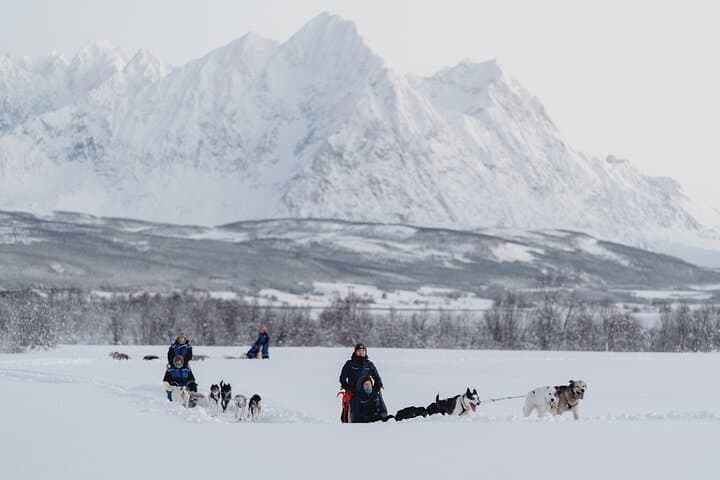 Self-Drive Dog Sledding from Tromsø: Noon Husky Adventure & Lyngen Views photo 5