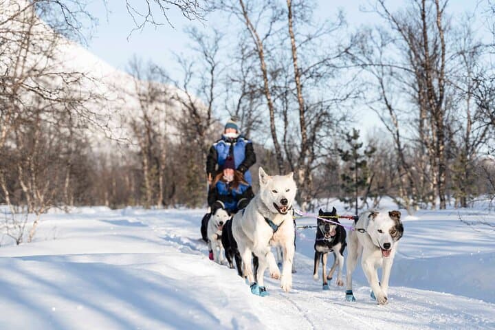 Self-Drive Dog Sledding from Tromsø: Noon Husky Adventure & Lyngen Views