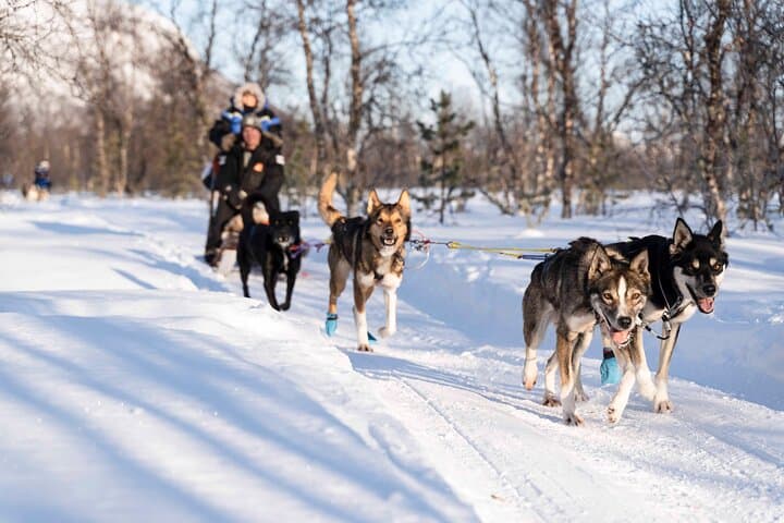 Self-Drive Dog Sledding from Tromsø: Noon Husky Adventure & Lyngen Views photo 3